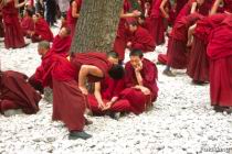 F_Lhasa_Sera_01.jpg