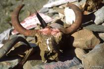 R_MtKailash_01.jpg