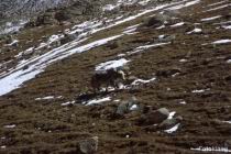 R_MtKailash_14.jpg